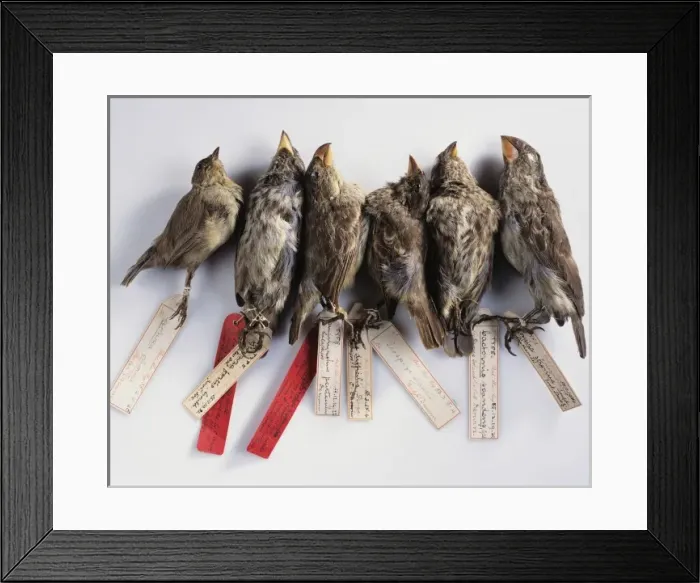 Framed Print : Galapagos finches Framed Print : Galapagos finches