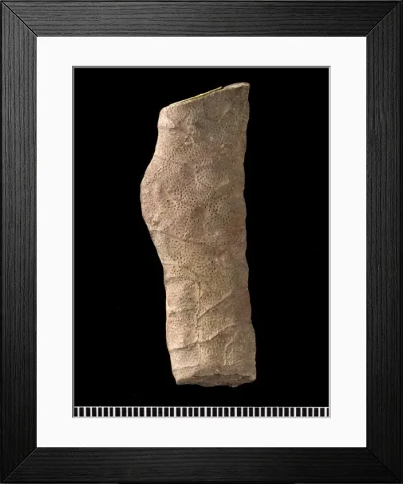 Framed Print : Hexagonella, bryozoan Framed Print : Hexagonella, bryozoan
