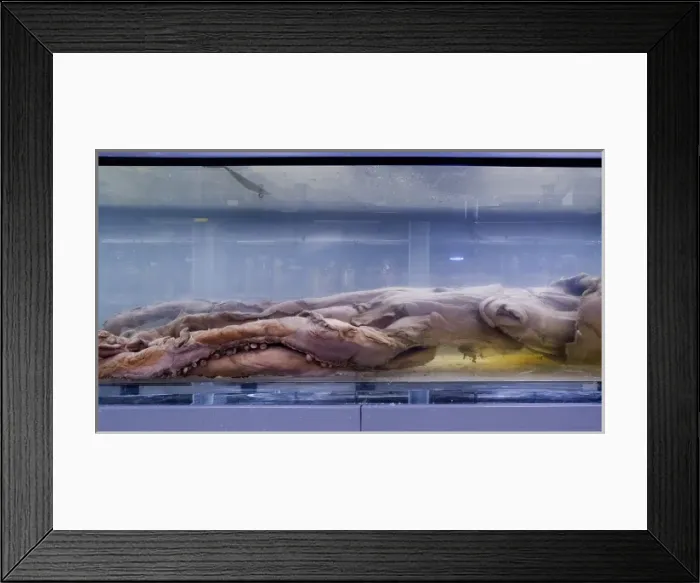 Framed Print : Architeutis dux, giant squid Framed Print : Architeutis dux, giant squid