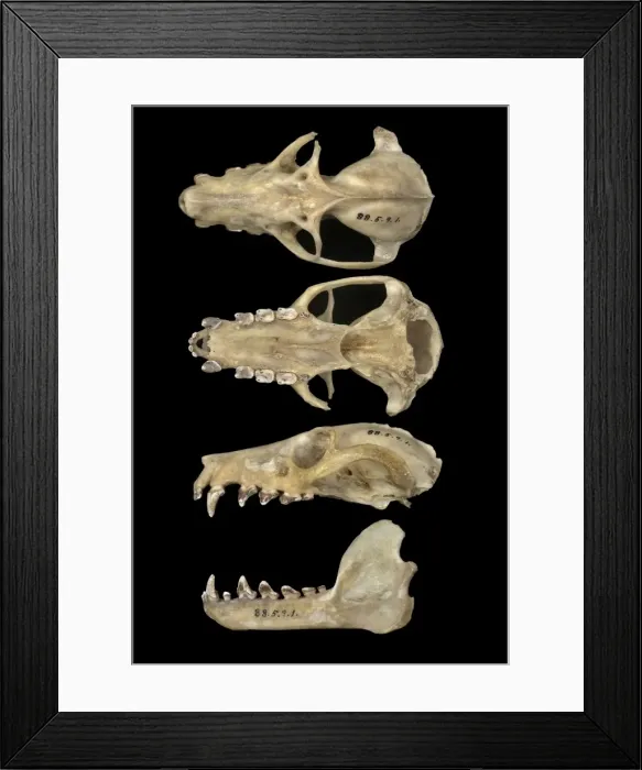 Framed Print : Pteropus livingstonii, Comoro black flying fox Framed Print : Pteropus livingstonii, Comoro black flying fox