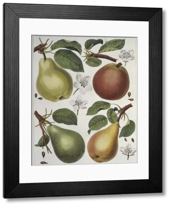Framed Print : Pyrus sp. pear