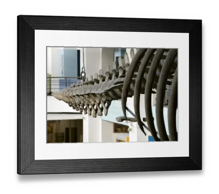 Framed Print : Eschrichtius robustus, gray whale Framed Print : Eschrichtius robustus, gray whale