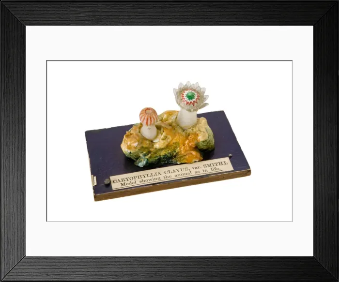 Framed Print : Caryophyllia clavus, sea anemone Framed Print : Caryophyllia clavus, sea anemone