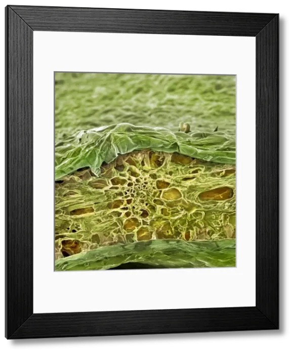 Framed Print : Spinacia oleracea, spinach Framed Print : Spinacia oleracea, spinach