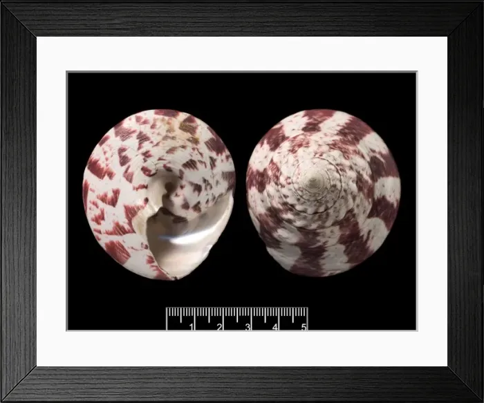 Framed Print : Trochus niloticus, top shell Framed Print : Trochus niloticus, top shell