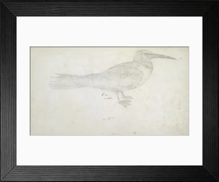Framed Print : A Nodde. A pencil sketch from the Drawings Collection of Thomas Malie (1726-42) Framed Print : A Nodde. A pencil sketch from the Drawings Collection of Thomas Malie (1726-42)
