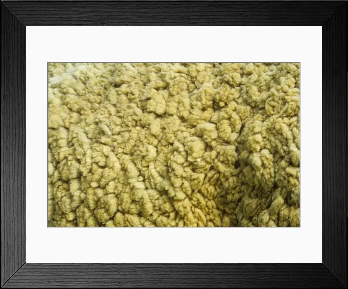 Framed Print : Ovis aries, sheep Framed Print : Ovis aries, sheep