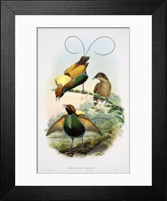 Framed Print : Diphyllodes sp. bird-of-paradise Framed Print : Diphyllodes sp. bird-of-paradise