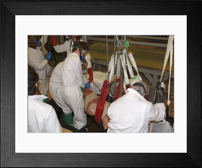 Framed Print : Architeutis dux, giant squid Framed Print : Architeutis dux, giant squid