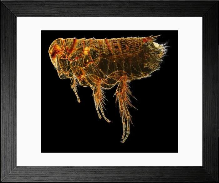 Framed Print : Hystrichopsylla talpae talpae, mole flea Framed Print : Hystrichopsylla talpae talpae, mole flea