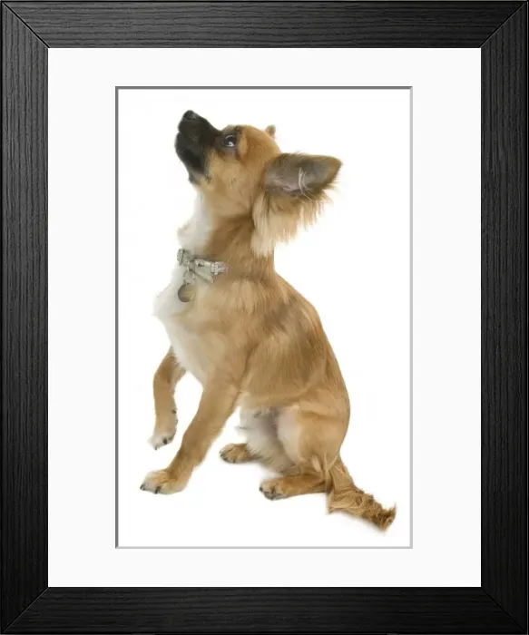 Framed Print : Chihuahua. The Chihuahua is the smallest breed of dog in the world Framed Print : Chihuahua. The Chihuahua is the smallest breed of dog in the world