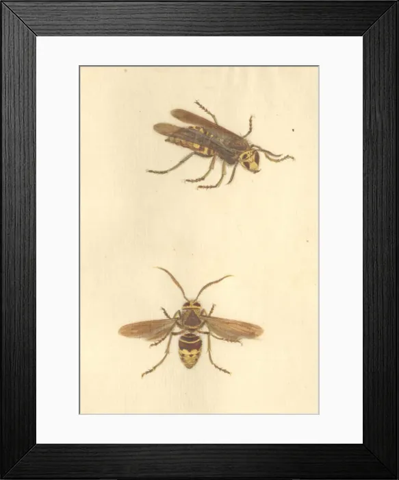 Framed Print : English Insects illustration by James Barbut Framed Print : English Insects illustration by James Barbut