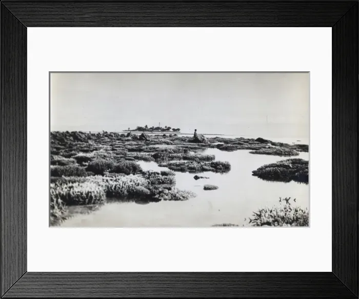 Framed Print : Photograph of coral from the Yonge collection Framed Print : Photograph of coral from the Yonge collection