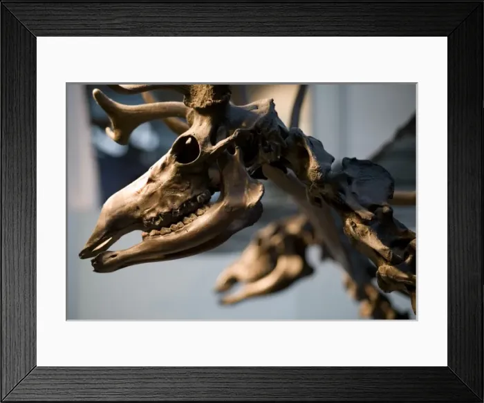 Framed Print : Megaceros giganteus, giant deer Framed Print : Megaceros giganteus, giant deer