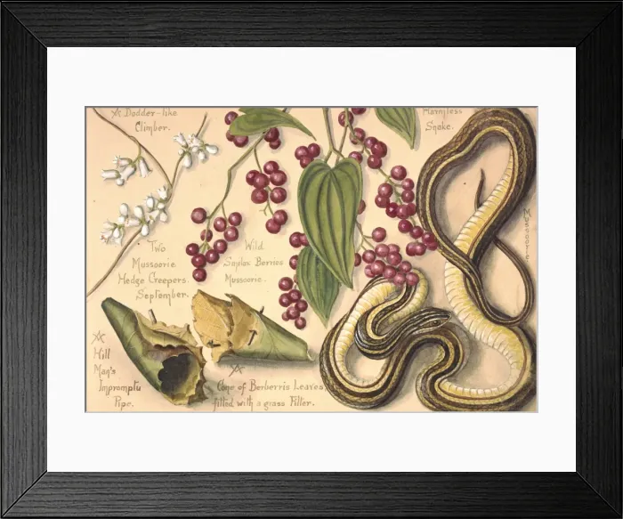 Framed Print : A Dodder-like climber and a harmless snake Framed Print : A Dodder-like climber and a harmless snake