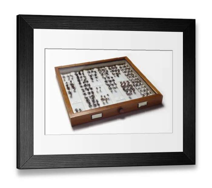 Framed Print : Cerambycinae specimen drawer Framed Print : Cerambycinae specimen drawer