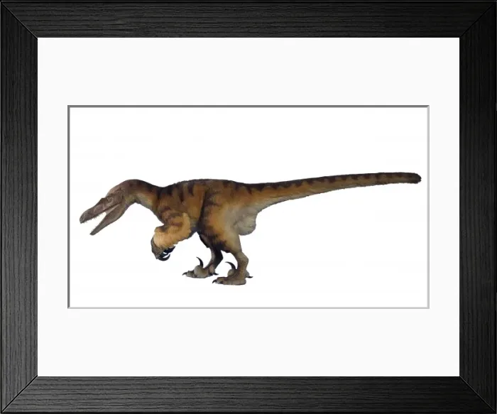 Framed Print : Velociraptor Framed Print : Velociraptor