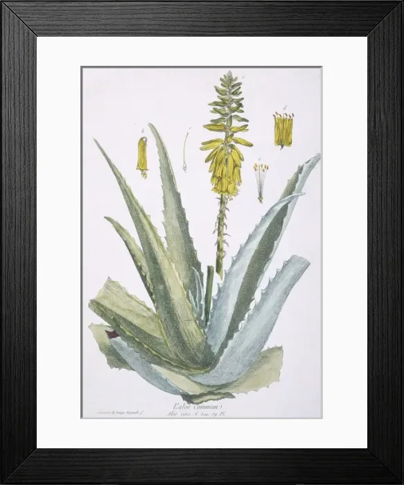 Framed Print : L aloe commun, aloe vera Framed Print : L aloe commun, aloe vera