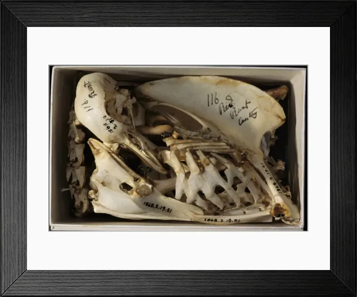 Framed Print : Red runt, pigeon Framed Print : Red runt, pigeon