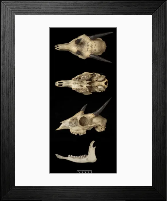 Framed Print : Tetracerus quadricornis, four-horned antelope Framed Print : Tetracerus quadricornis, four-horned antelope