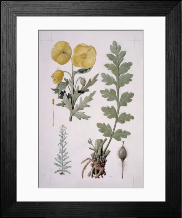 Framed Print : Papaver sp. yellow poppy Framed Print : Papaver sp. yellow poppy