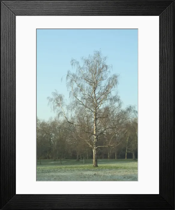 Framed Print : Alnus glutinosa, alder tree Framed Print : Alnus glutinosa, alder tree