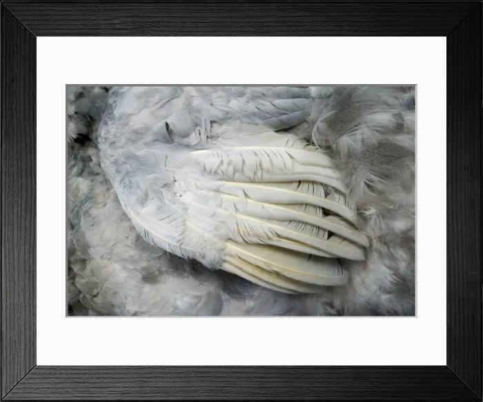 Framed Print : Raphus cucullatus, dodo Framed Print : Raphus cucullatus, dodo