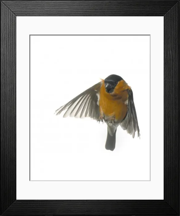 Framed Print : Pyrrhula pyrrhula, bullfinch Framed Print : Pyrrhula pyrrhula, bullfinch