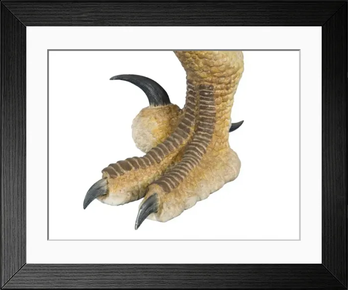 Framed Print : Velociraptor Framed Print : Velociraptor