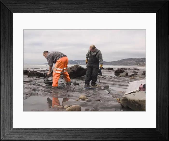 Framed Print : Excavating at Charmouth Framed Print : Excavating at Charmouth
