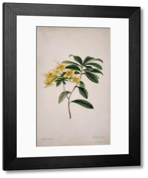 Framed Print : Azalae pontica, yellow azalea Framed Print : Azalae pontica, yellow azalea