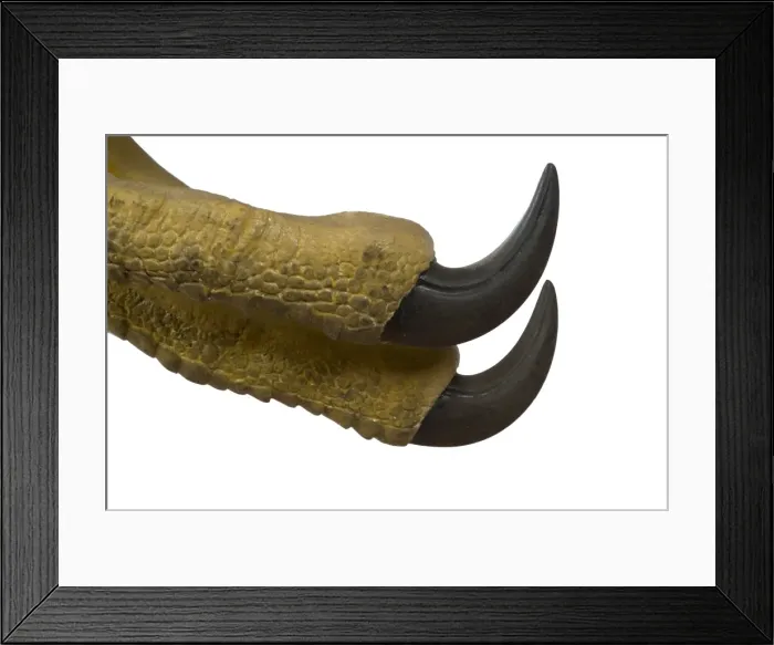 Framed Print : Oviraptor. An animatronic Oviraptor dinosaur made by Kokoro in colabroration Framed Print : Oviraptor. An animatronic Oviraptor dinosaur made by Kokoro in colabroration
