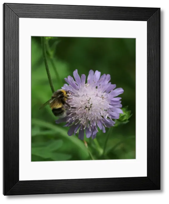 Framed Print : Scabiosa columbaria, scabious Framed Print : Scabiosa columbaria, scabious