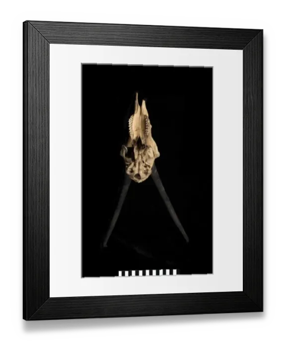 Framed Print : Pantholops hodgsonii (Tibetan antelope or chiru) Framed Print : Pantholops hodgsonii (Tibetan antelope or chiru)