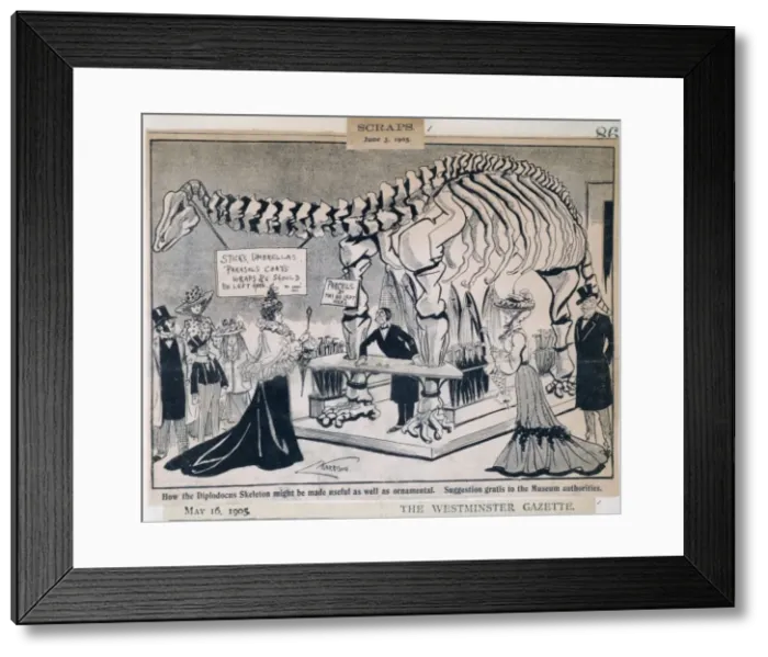 Framed Print : Diplodocus carnegiei Framed Print : Diplodocus carnegiei