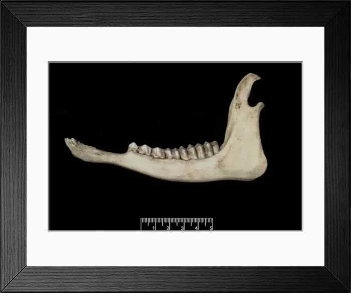 Framed Print : Tetracerus quadricornis, four-horned antelope jaw Framed Print : Tetracerus quadricornis, four-horned antelope jaw