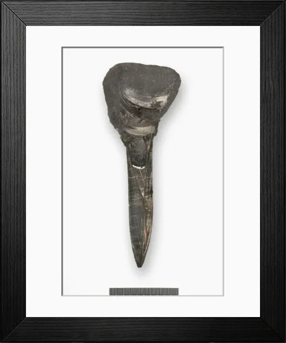 Framed Print : Belemnite longitudinal section to show phragmocone Framed Print : Belemnite longitudinal section to show phragmocone