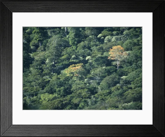 Framed Print : Erythrina sp Framed Print : Erythrina sp