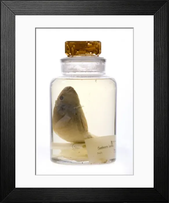 Framed Print : Pseudoscarus lepidus, parrot fish Framed Print : Pseudoscarus lepidus, parrot fish