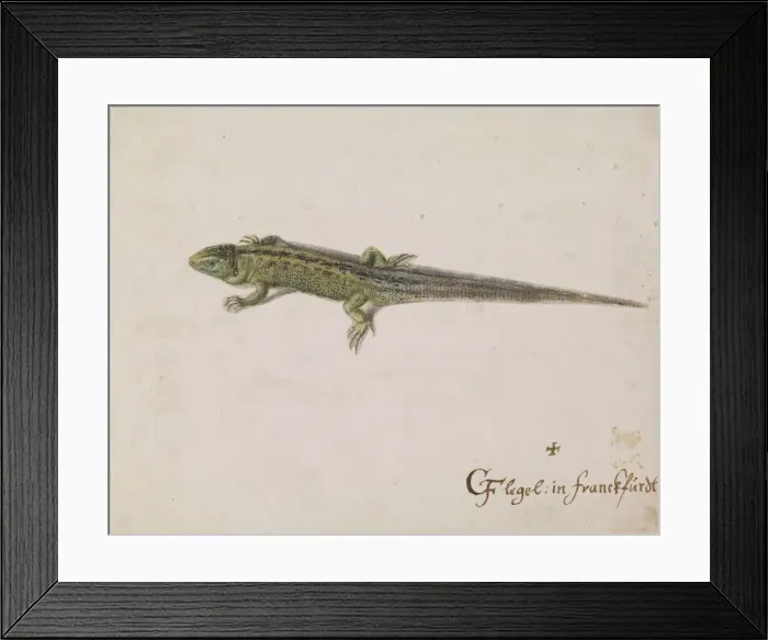 Framed Print : C Flegel. Illustration by C Flegel Framed Print : C Flegel. Illustration by C Flegel