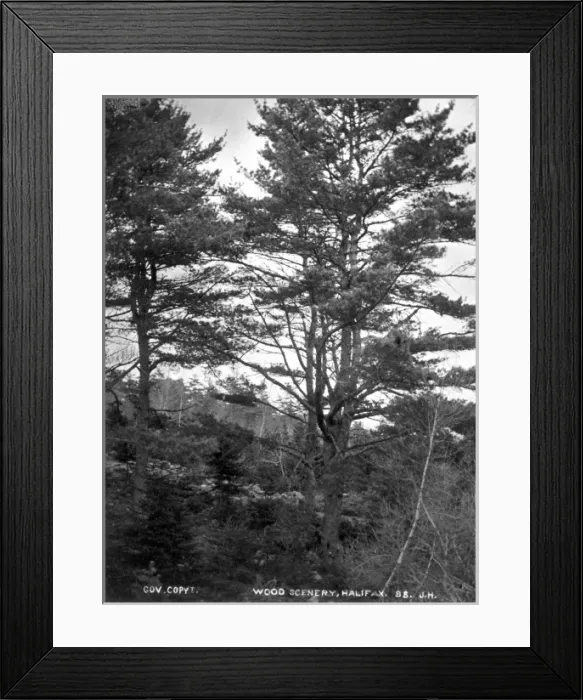 Framed Print : Woodland scene in Halifax 1873 Framed Print : Woodland scene in Halifax 1873