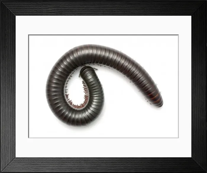 Framed Print : Archispirostreptus gigas, African giant black millipede Framed Print : Archispirostreptus gigas, African giant black millipede