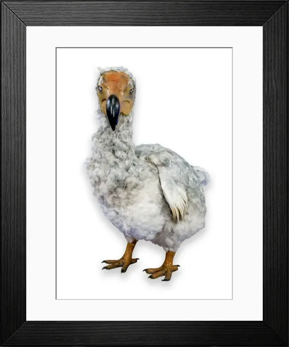 Framed Print : Raphus cucullatus, dodo Framed Print : Raphus cucullatus, dodo