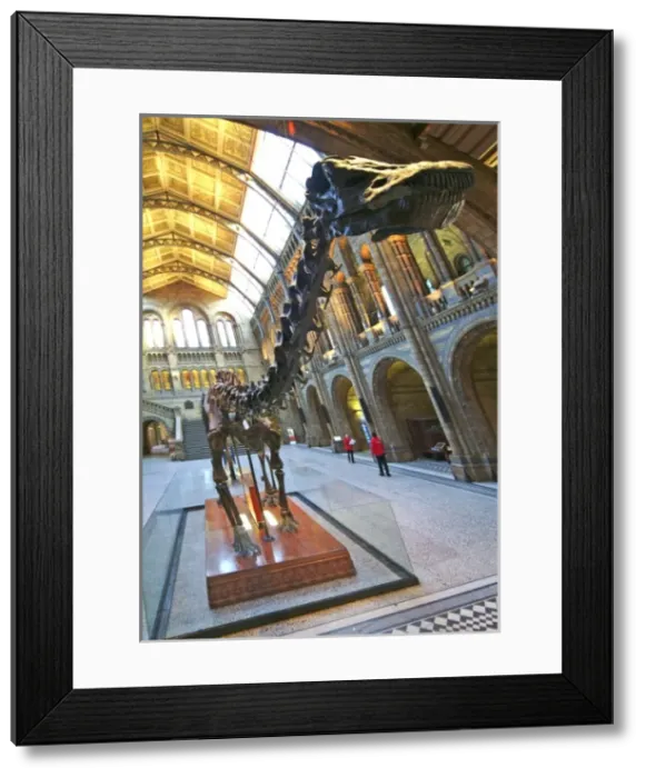 Framed Print : Diplodocus carnegiei Framed Print : Diplodocus carnegiei
