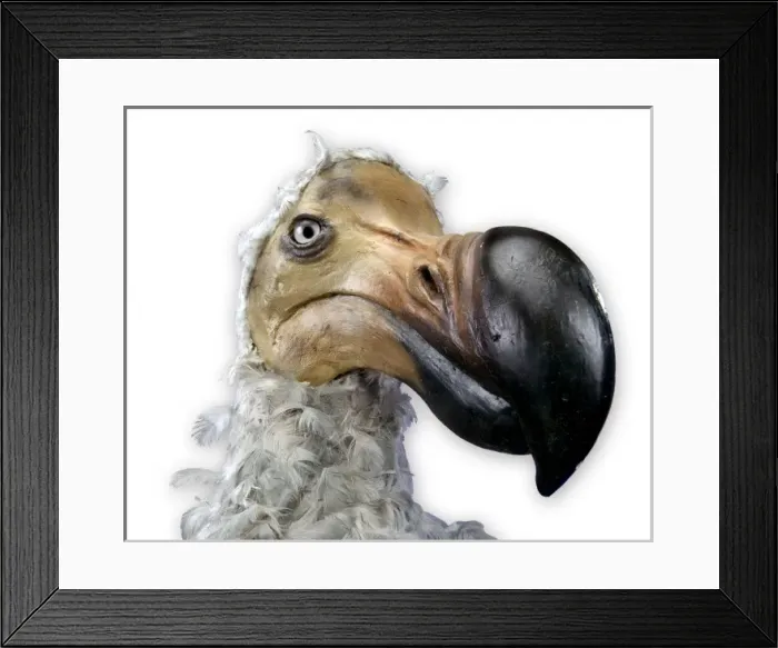 Framed Print : Raphus cucullatus, dodo Framed Print : Raphus cucullatus, dodo