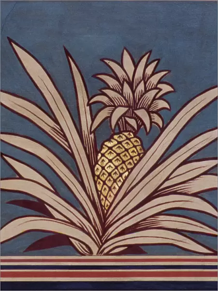 Ananas comosus, pineapple