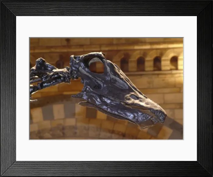 Framed Print : Diplodocus carnegiei Framed Print : Diplodocus carnegiei