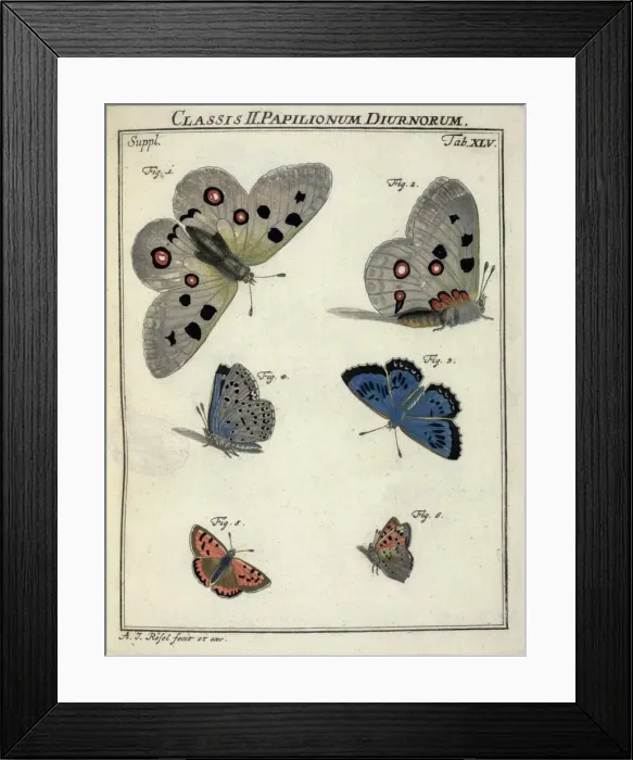 Framed Print : Parnassius apollo Linnaeus, Papilionidae; Maculinea arion Li Framed Print : Parnassius apollo Linnaeus, Papilionidae; Maculinea arion Li