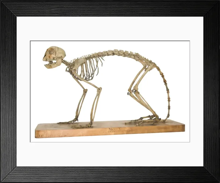 Framed Print : Cercopithecus mona, mona monkey Framed Print : Cercopithecus mona, mona monkey
