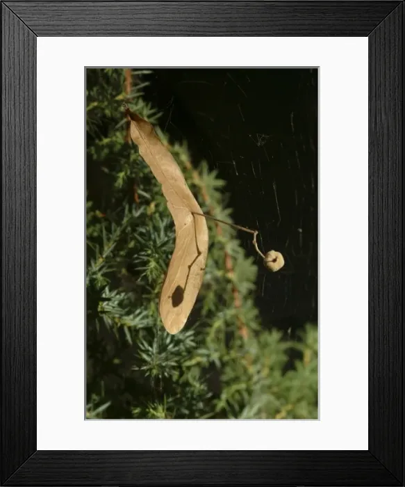 Framed Print : Tilia sp. lime Framed Print : Tilia sp. lime